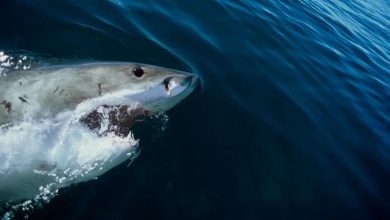 Shark week gets 'high' ratings with 'Cocaine Sharks' unveiling Florida's oceanic underworld