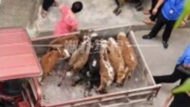 Flat owner in China keeps cattle on balcony of his building, videos go viral