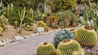 Extreme heat in Arizona spells trouble for Saguaro Cactuses, experts concerned for the future generation