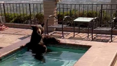 Un'bear'able heat! Bear in Burbank finds respite in neighborhood pool as California records 92 degrees | Watch