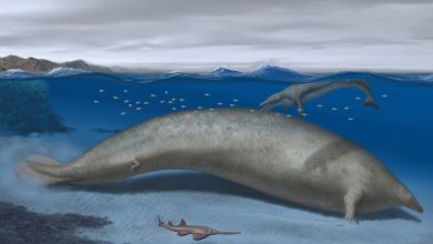 Ancient whale in the Peruvian desert likely to be heaviest animal ever