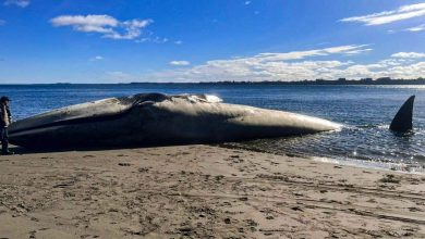 Huge blue whale washes up on beach in southern Chile