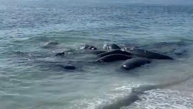 Florida's Pinellas County Sheriff’s office asks public to stop calling 911 if they see Manatees making love