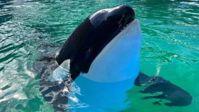 Lotita, 57-year-old killer whale kept captive at Miami Seaquarium for 5 decades, dies