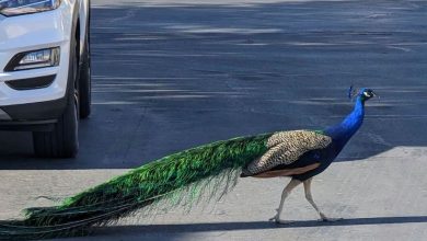 Las Vegas' beloved peacock named Pete gets killed, neighbours mourn