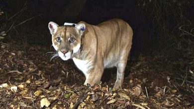 California Mountain Lions relocated to the desert starve to death