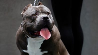 UK government may ban American XL bully dogs after attack on 11-year-old girl