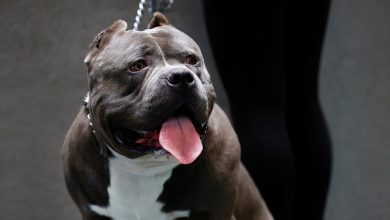 Rishi Sunak orders ban on American XL bully dogs after man dies in latest dog attack