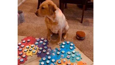 ‘Talking’ dog Cooper goes viral for being ‘too intelligent,’ internet is worried