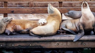 San Diego shuts popular beaches to protect sea lions