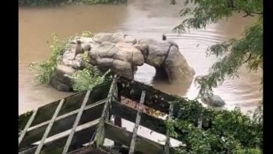 Sea lion escapes its enclosure in New York City zoo amid heavy rain and flooding- Watch