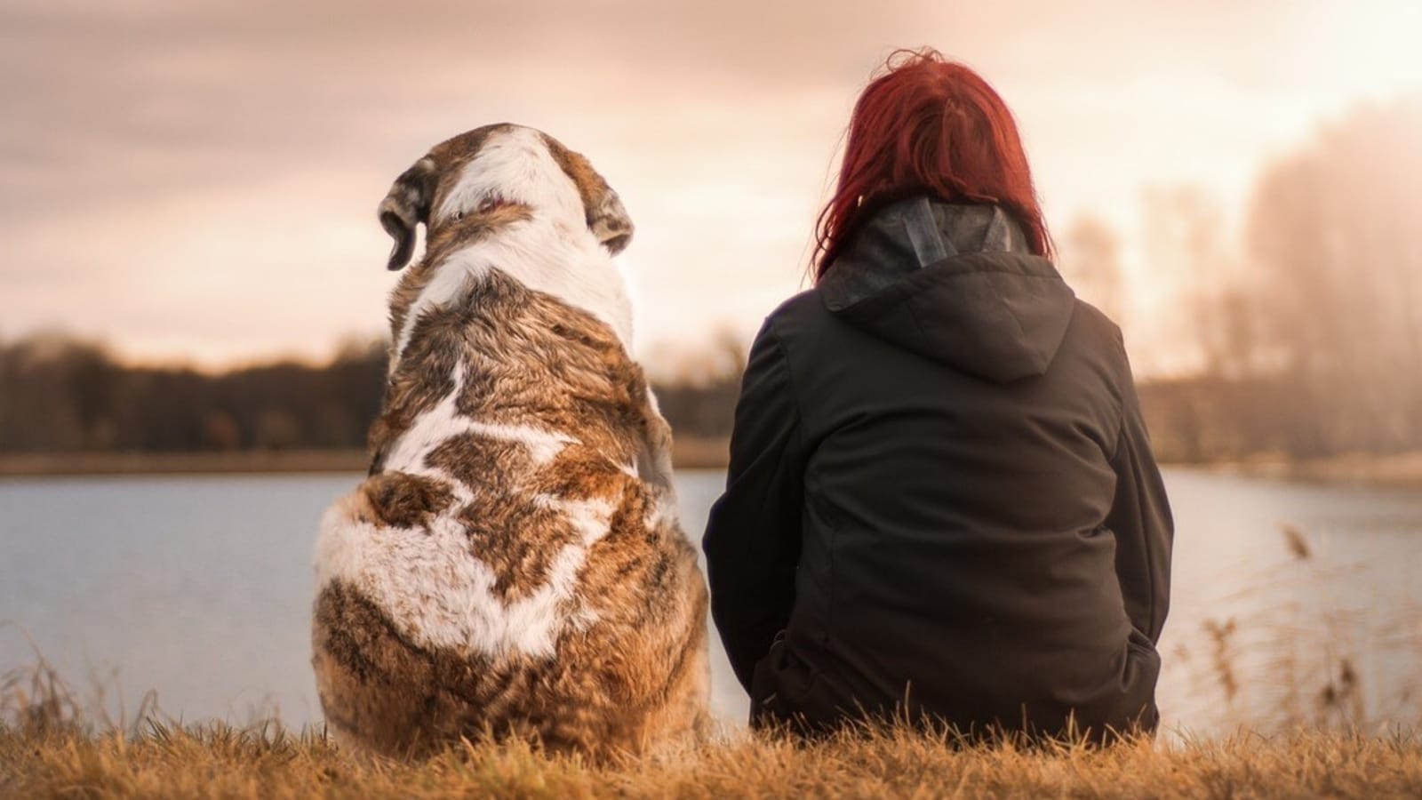 Saving Major The Pooch: How a 40-mile police chase and shooting reunited a stolen dog and its owner in Colorado