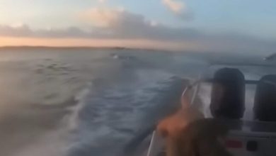 Terrifying video shows Israeli navy unit shooting at Hamas terrorists swimming toward coast to infiltrate the country