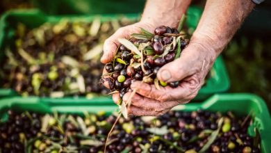 Morocco restricts the export of olives - Media7