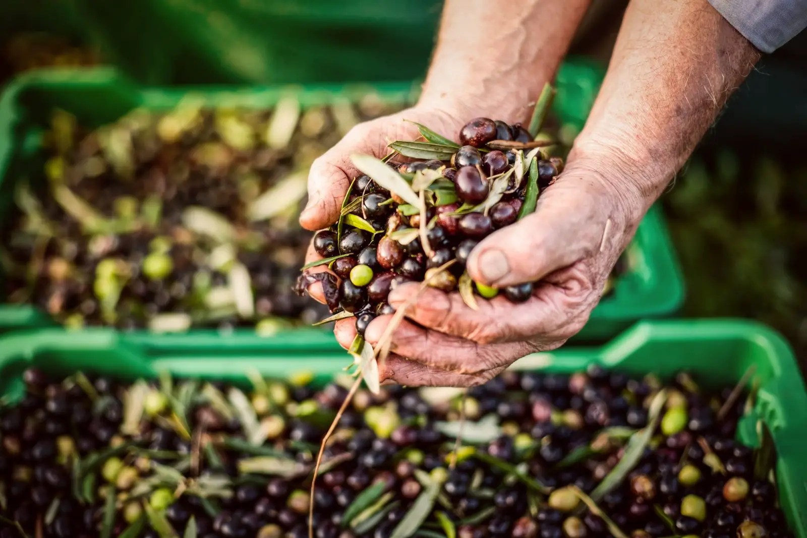 Morocco restricts the export of olives - Media7