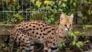 Unusual: a serval found in the wild in a neighborhood of Carcassonne