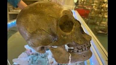 Halloween Horror: Anthropologist discovers human skull inside Florida thrift store