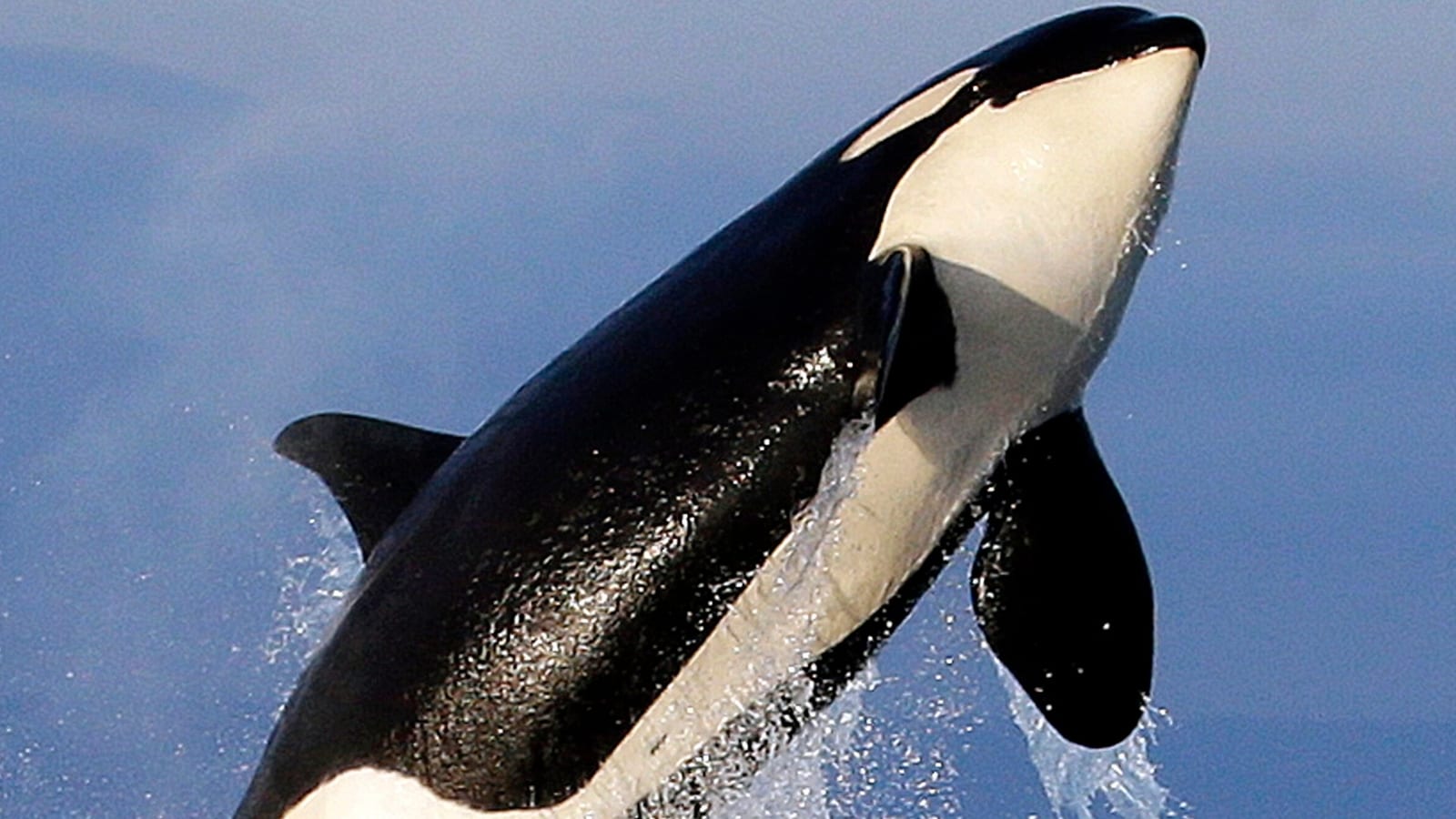 Killer Whales ‘attack and sink' yacht off the coast of Morocco