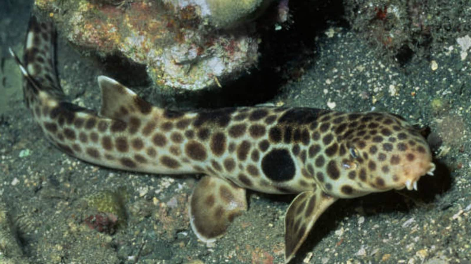 Shark hatches pup without any contact with a male shark in Brookfield Zoo in US