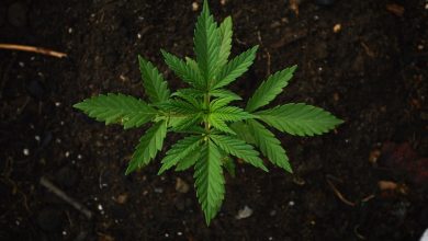 US' Ohio votes to legalise marijuana for adult recreational use