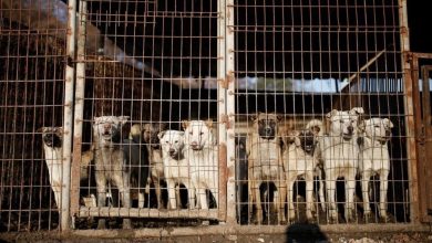 South Korea plans to ban eating dog meat