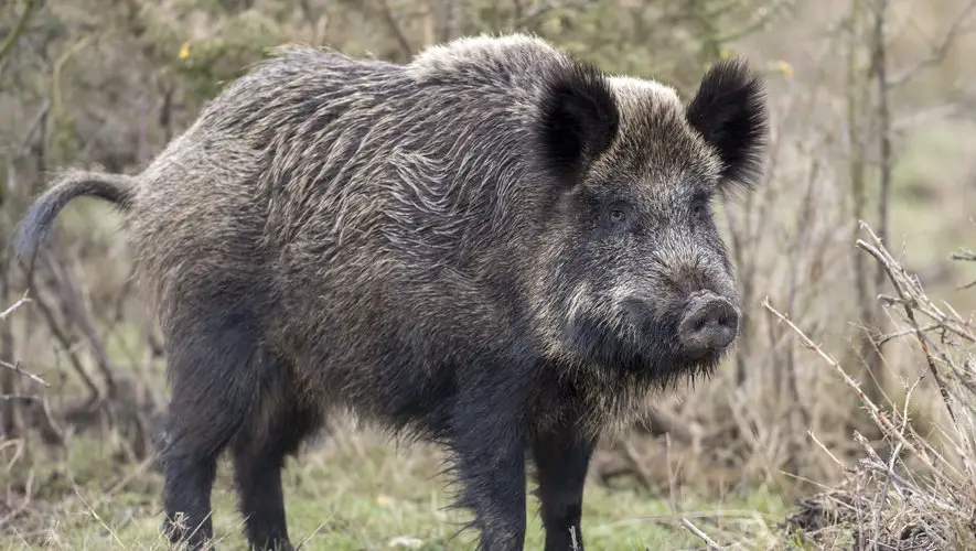 Un "gros mâle de 100 kg" avec des canines "aiguisées comme des rasoirs" : deux chasseurs chargés par un sanglier qui venait de recevoir une balle