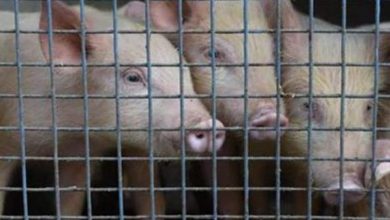 World animal health body warns of swine fever vaccine risks. Here's why