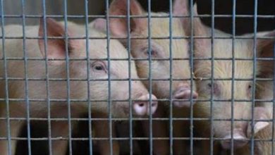 Swine fever outbreak: Hong Kong to cull 900 pigs, no SOS yet on pork consumption