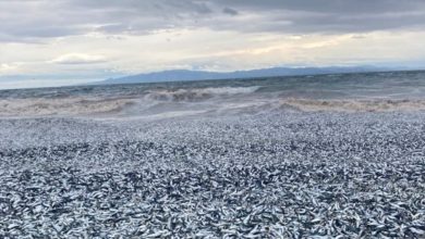 Watch: Thousands of dead fish washed ashore in Japan, locals bewildered