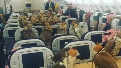 When a Saudi Prince reserved economy class tickets for his 80 falcons
