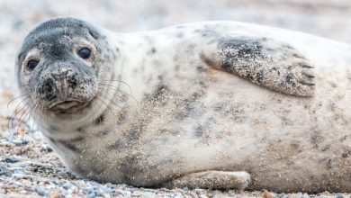 Scientists finally solve the mystery of headless seal pups found on California beaches. Here's who the culprit is