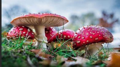 US Doctors warn of rise in Mushroom poisonings due to increasing ‘foraging’ trend