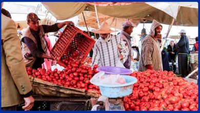 Prix des Tomates au Maroc