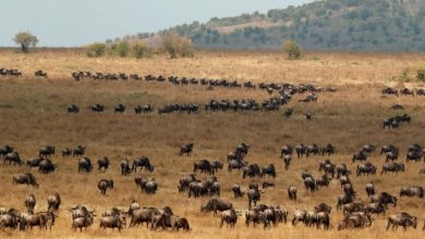 Want to visit Kenya's Maasai Mara? Now Indians can without any visa. Details