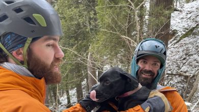 Dog found alive after 60-foot fall off cliff, spending freezing night alone in Michigan