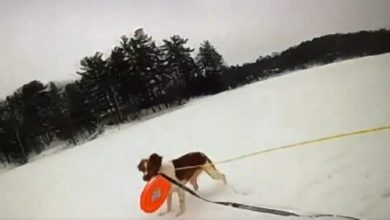 Dramatic video shows Michigan man who fell through ice on lake rescued with help of his dog