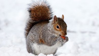 National Squirrel Appreciation Day 2024: All about the January 21 celebration dedicated to our furry neighbours