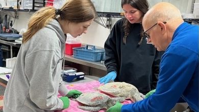 Over 100 sea turtles found paralysed on North Carolina beach; only 36 survived