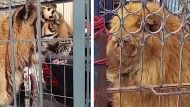 ‘Wild’ twist at Nawaz Sharif rally as supporters bring lion, tiger. Watch video
