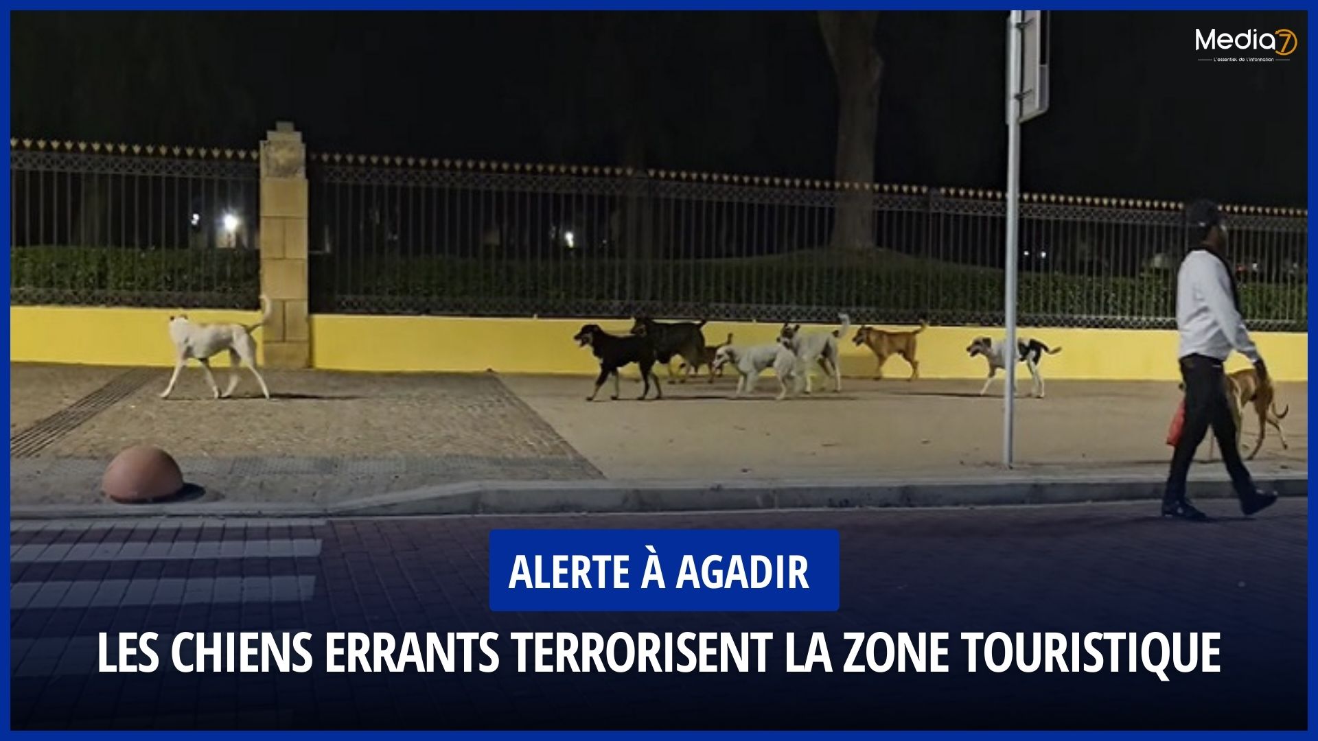 Alert in Agadir: Stray Dogs Terrorize the Tourist Zone
