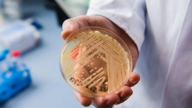 Washington state sees outbreak of deadly Candida auris infection; know symptoms and ways to prevent it