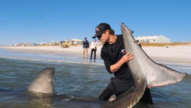 Shocking video shows fishing expert single-handedly tackling giant great white shark on Florida beach: Watch