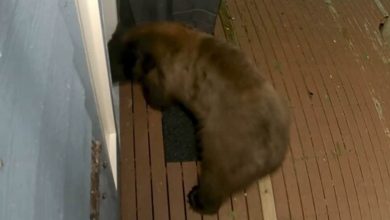 Scary video shows huge bear trying to break into woman's Washington home: Watch