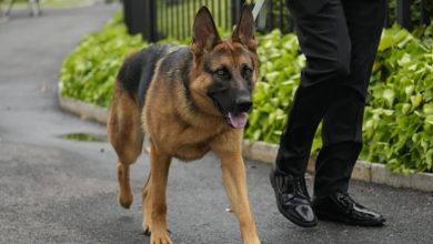 Biden's dog Commander bit Secret Service agents '24 times in one year', leaving WH floors covered with blood