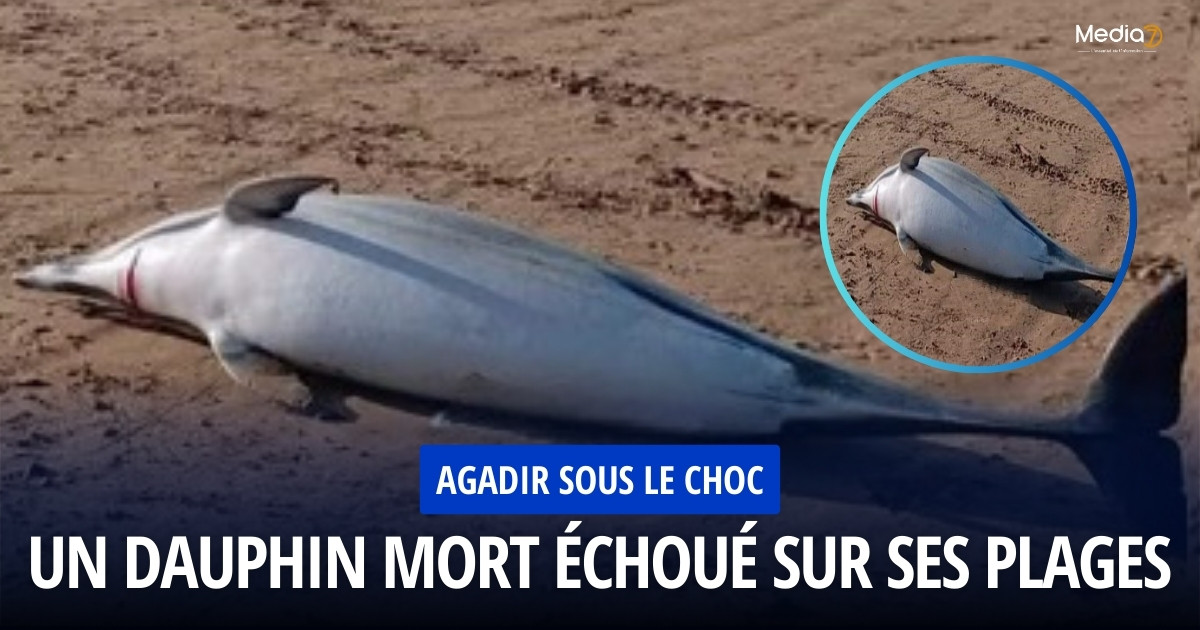 The Coastline of Agadir Testifies to the Sad Fate of a Dolphin