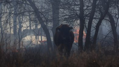 Texas Panhandle is still scorching over 1.2 million acres. Here's what we know so far