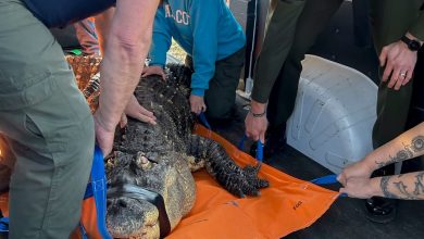 Ailing 750-lb alligator seized from NY home's pool used to swim with kids