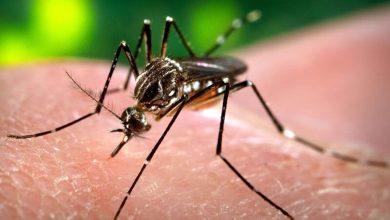 Puerto Rico declares epidemic as dengue cases on the rise, here's what to know