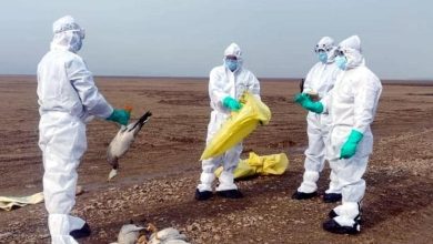 Avian Flu threat grows: Second human case confirmed in U.S., first in Texas