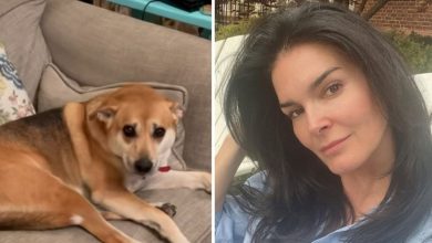 Former Law & Order star Angie Harmon says Instacart driver shot her dog dead: ‘We are completely traumatized’